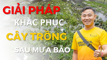 Giải pháp khắc phục cây trồng ngập úng sau mưa bão |Sỹ Nguyễn Official