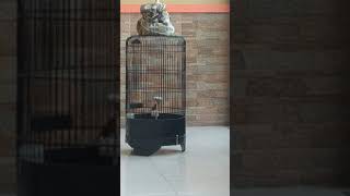 Terapi Mental Branjangan Bunyi