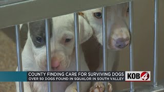 What's next for the 50+ dogs rescued by BCSO
