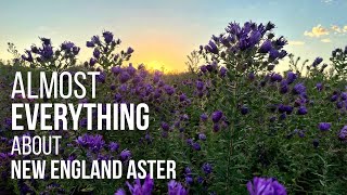 Everything about New England Aster (Almost)