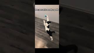 Top 5 cute/funny animal videos