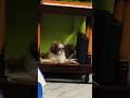 Nenu ela kurchunna famouse #rio #petsrule #doglove #petlover #trending #viralvideo #youtubeshorts