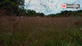 Trip P. DENGKA ROTE NDAO