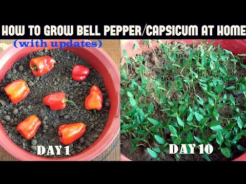 How to Grow Bell Pepper/Capsicum at Home (WITH UPDATES)