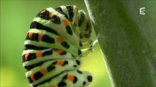 Comparaison Du Développement De Deux Papillon Le Morosphinx Et Macaon