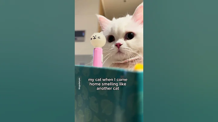 That’s it! I can’t trust her anymore😾 #shorts #cat #funny