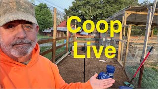 Morning chicken coop live.
Morning chicken coop live. Morning chicken coop live.