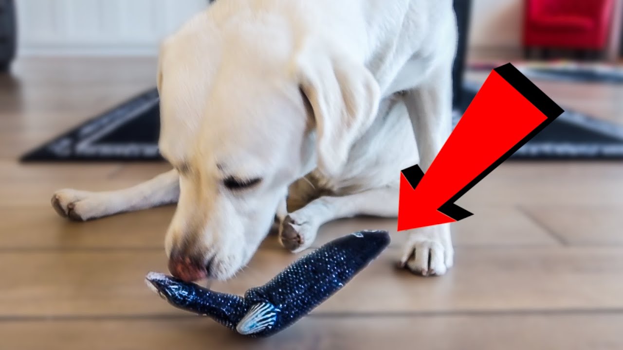 My Lab Reacts To Floppy Fish Dog Toy YouTube