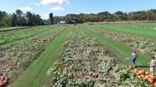 A successful pumpkin harvest at Kentland Farm
