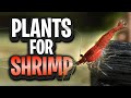 7 Plants That Are Perfect For A Cherry Shrimp Tank! (Easy And Floating Plants Included)