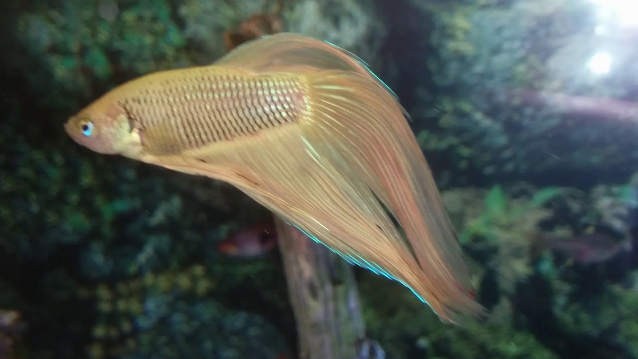 Male Veiltail Betta (fighter fish) part 2 