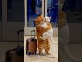 Wait wait 😂😂#cat #comedy #funny #shorts #shortsfeed #trendingshorts #youtubeshorts #viralvideo