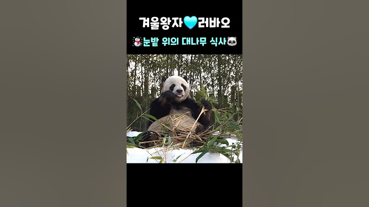 겨울왕자🩵러바오☃️눈밭 위의 대나무 식사🐼 #러바오 #에버랜드판다월드