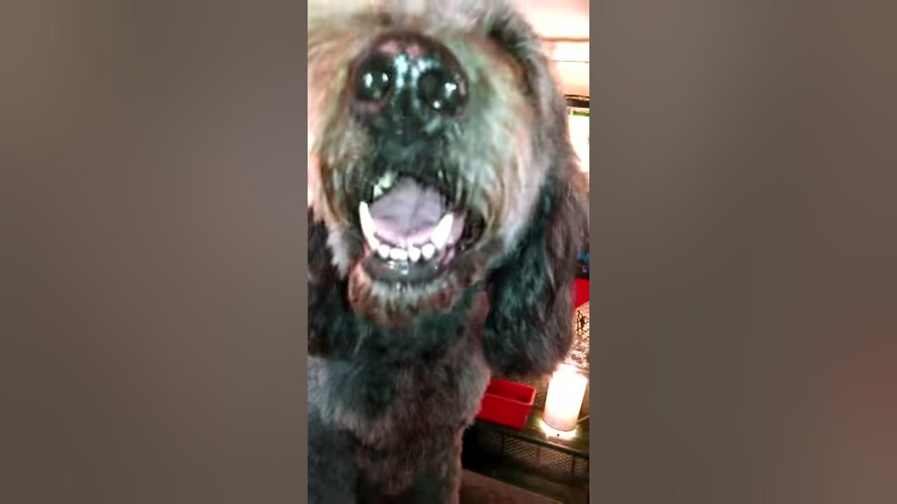 Pet grooming, dog groomer Haverhill MA 01830 YouTube