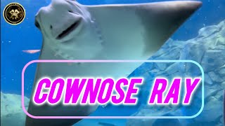 Cownose Rays Facts