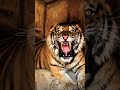 Roaring Tiger Eyes Short Trending Viral Cat Foryou Shortvideo Viralvideo Video 
