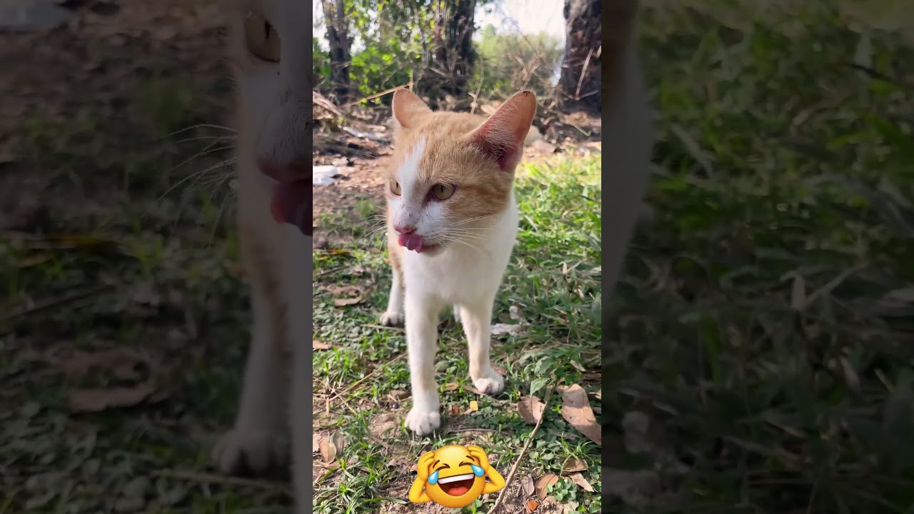 Cute Khmer Cats Playing Happily on Merry Christmas 🎄😺 