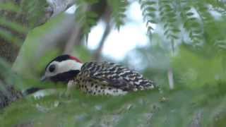 Pájaro carpintero real buscando alimento