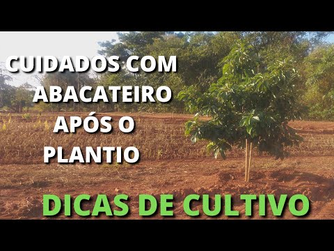 Vídeo: Informações de abacate: Plantando abacateiros e cuidados com o abacateiro