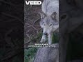 "Wolf Pack Ambush: Nature's Silent Predators"