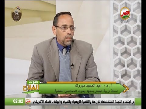 أهم المعاملات ما قبل الحصاد لمحصول البصل