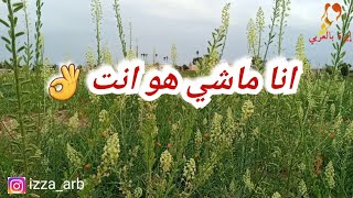 حياتك ماشي هي حياتي وأنا ماشي هو انت..