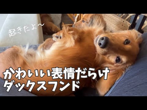 ダックスオーダー ぴーちゃん ダックスフンドのぱーちゃんぴーちゃん - YouTube