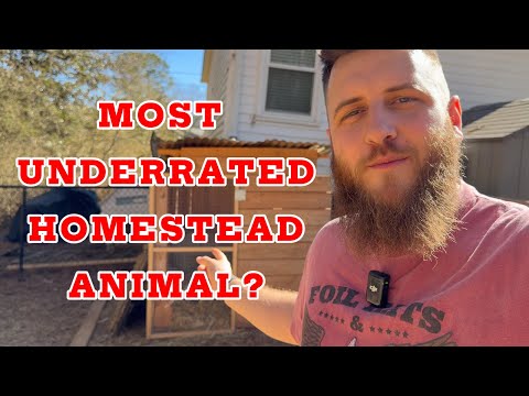 You NEED This Animal On Your Homestead  thumbnail
