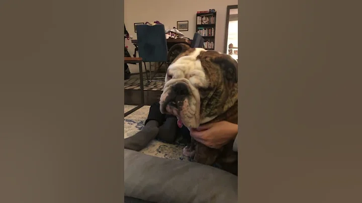 Bulldog Getting Very Sleepy #shorts