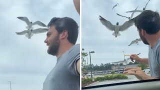 Husband instantly regrets feeding flock of seagulls #Shorts
