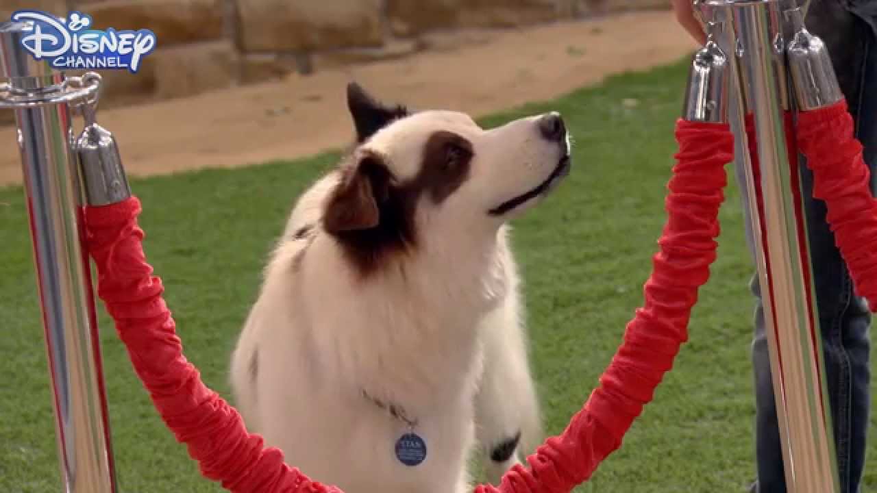 Dog With A Blog The Mutt and the Mogul YouTube