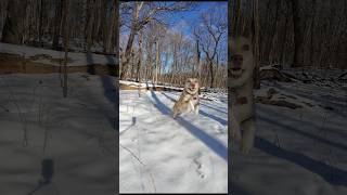 Download Lagu Best of Ezzy snow zooming #dog #dogs #dogshorts #doglife #winter #pets #pet #petlover #snow MP3