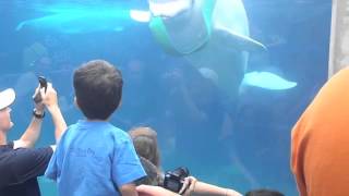 Beluga Interaction 5-26-12