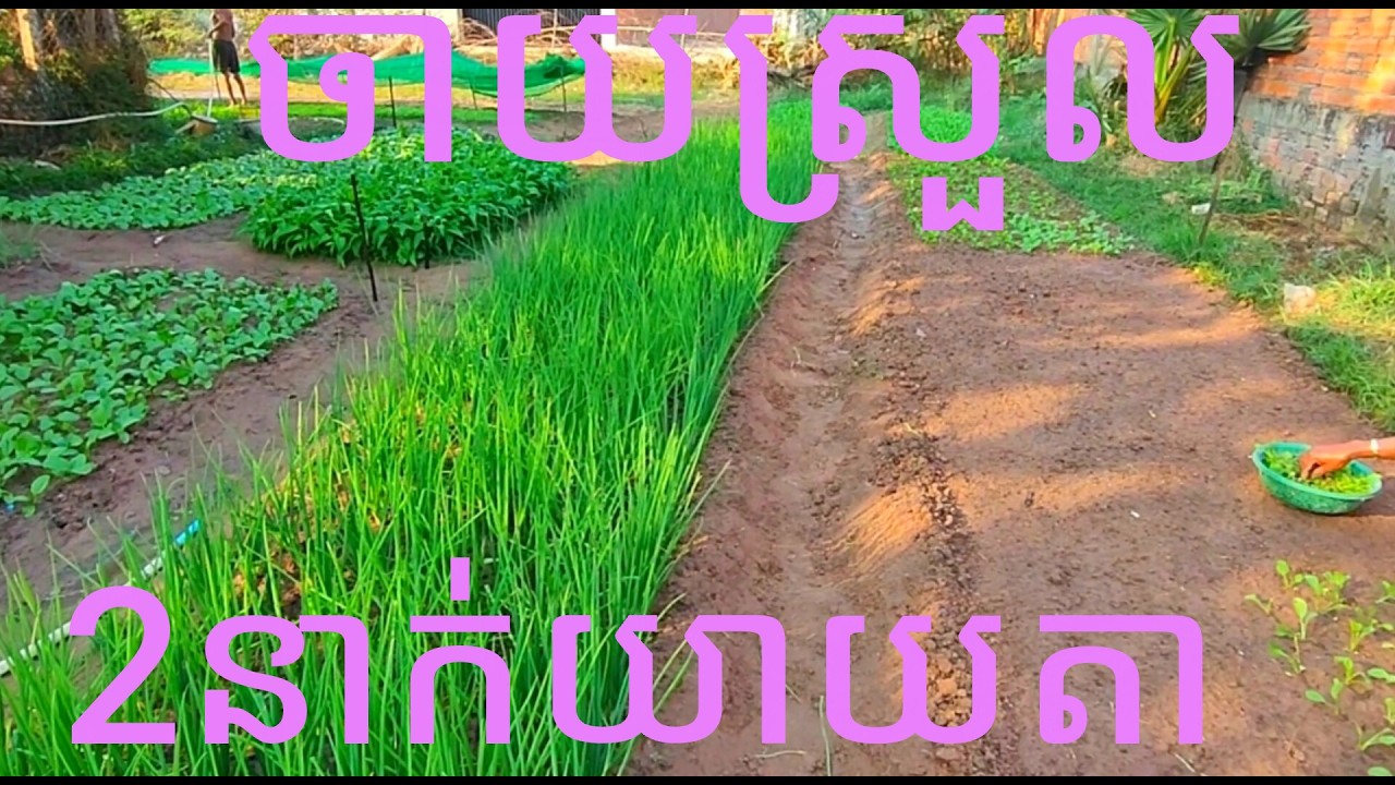 ដាំបន្លែក្បែរផ្ទះពីរនាក់យាយតាចាយស្រួល