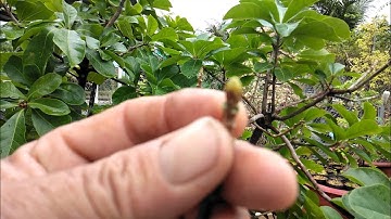 Cách lặt lá lộc vừng ra hoa tết và nhận biết nụ hoa và ngọn non như thế nào