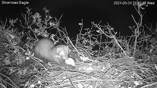 The Short-toed Eagle’s egg was eaten by a Beech Marten - הדלק טרף את ביצת החיוויאים