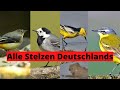 Alle Stelzenarten Deutschlands und Europas sicher unterscheiden | Ornithologie für Anfänger