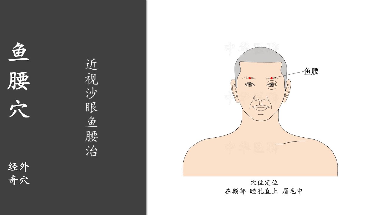 人体穴位360：鱼腰：近视沙眼鱼腰治，用拇指指腹按揉鱼腰穴2～3分钟，1天1次，可治疗眼部疾患 20220501 - YouTube