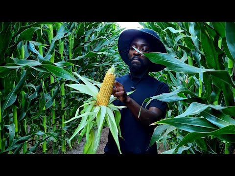 Video: Corn. Correct Agricultural Technique