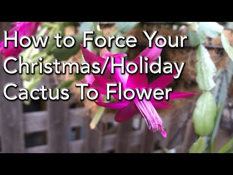 How to Force Your Christmas/Holiday Cactus To Flower - Epiphyllum/Schlumbergera/Zygocactus