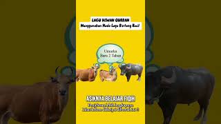 Download Lagu Lagu Hewan Qurban (Materi Fiqih Kelas 9) MP3