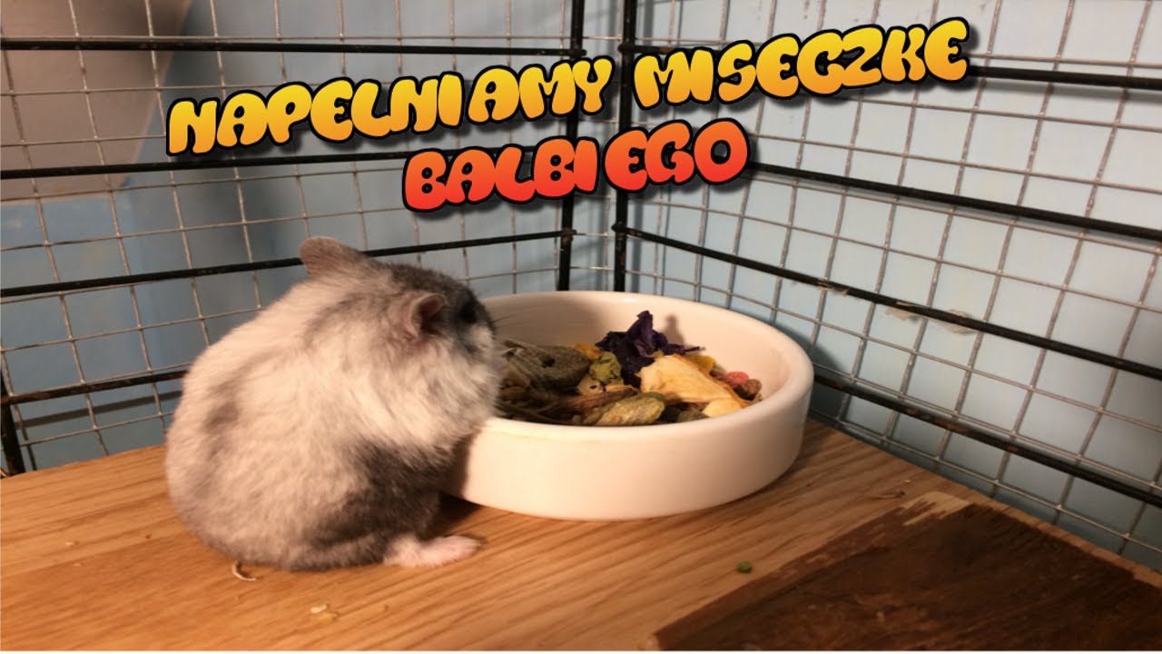 Napełniamy miseczkę chomika