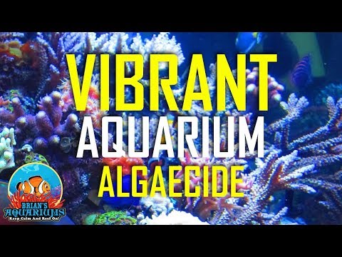 Vibrant! - Goodbye Algae, Cloudy Water and dirty rocks - Day 4