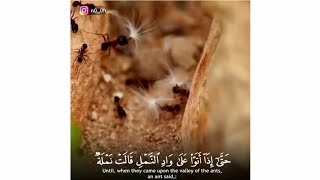 اسلام صبحي - سورة النمل || حَتَّىٰ إِذَا أَتَوْا عَلَىٰ وَادِ النَّمْلِ