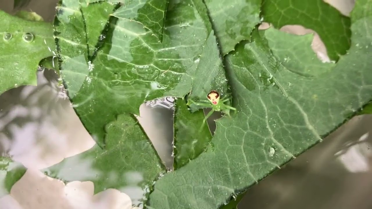 Triangular spider emerges from washed lettuce