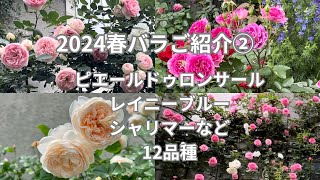 #21【2024年春バラご紹介の第２弾　12品種】庭がますます華やかに！