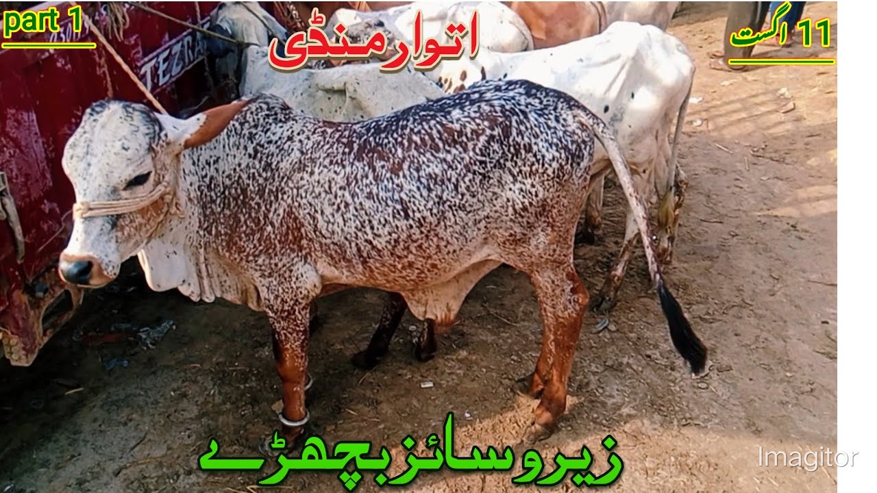 atwar mandi zero size bachday Online mandi Visit kary