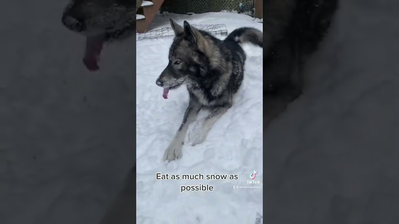 My wolf dog eating as much snow as possible… 
