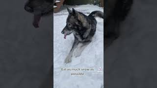 My Wolf Dog Eating As Much Snow As Possible