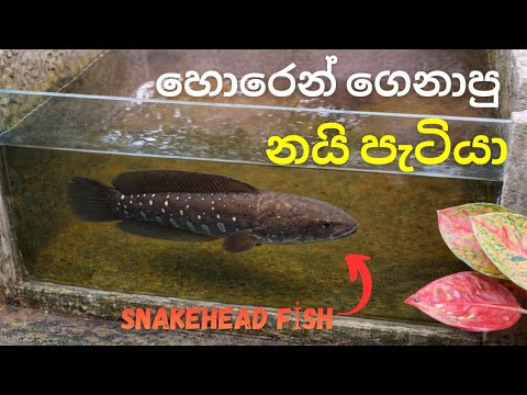 හොරෙන් අාව නව සාමාජිකයා😘😍|FISH WITH DULLA - YouTube